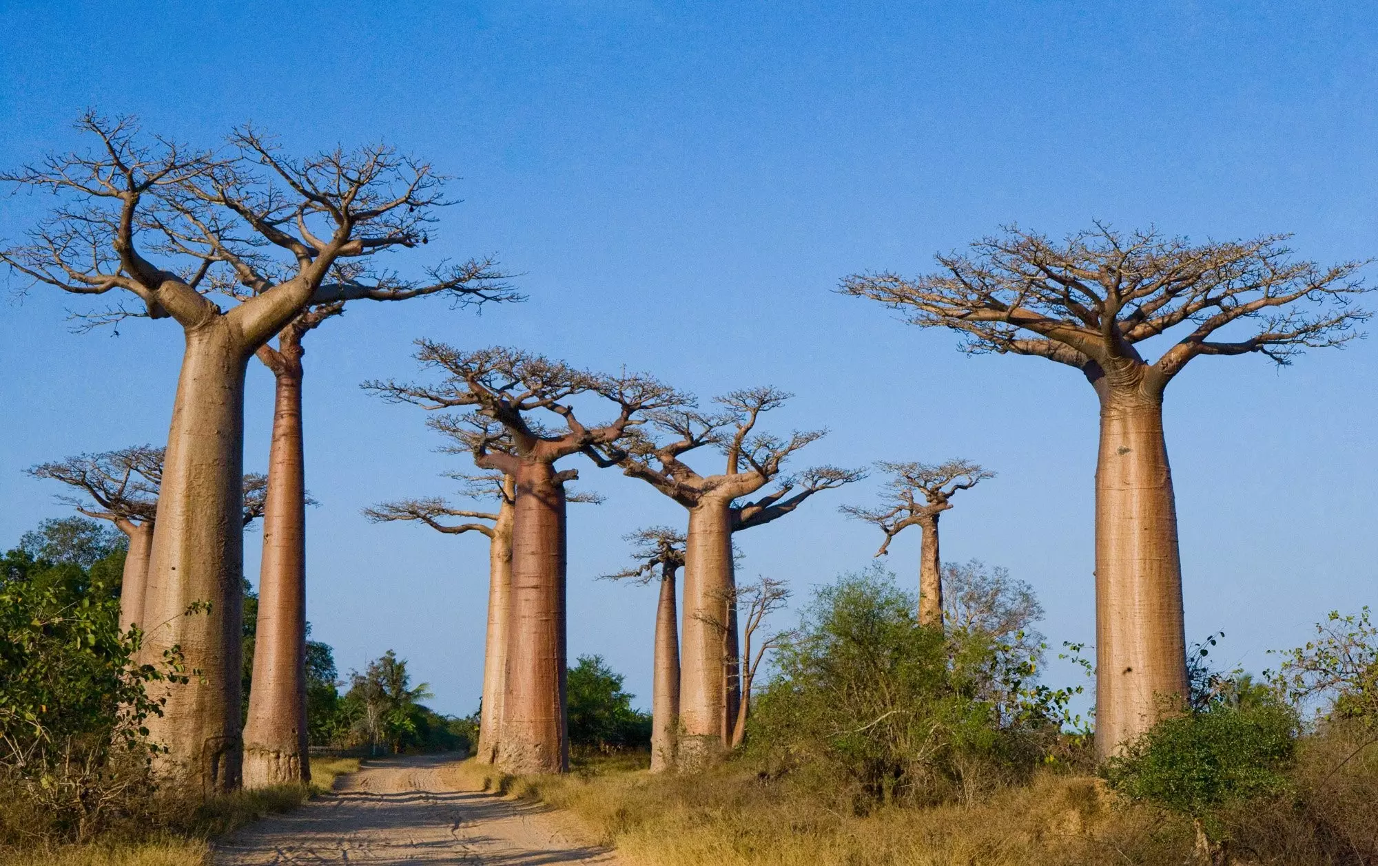 Viaggi e vacanze Mini Tour Del Madagascar